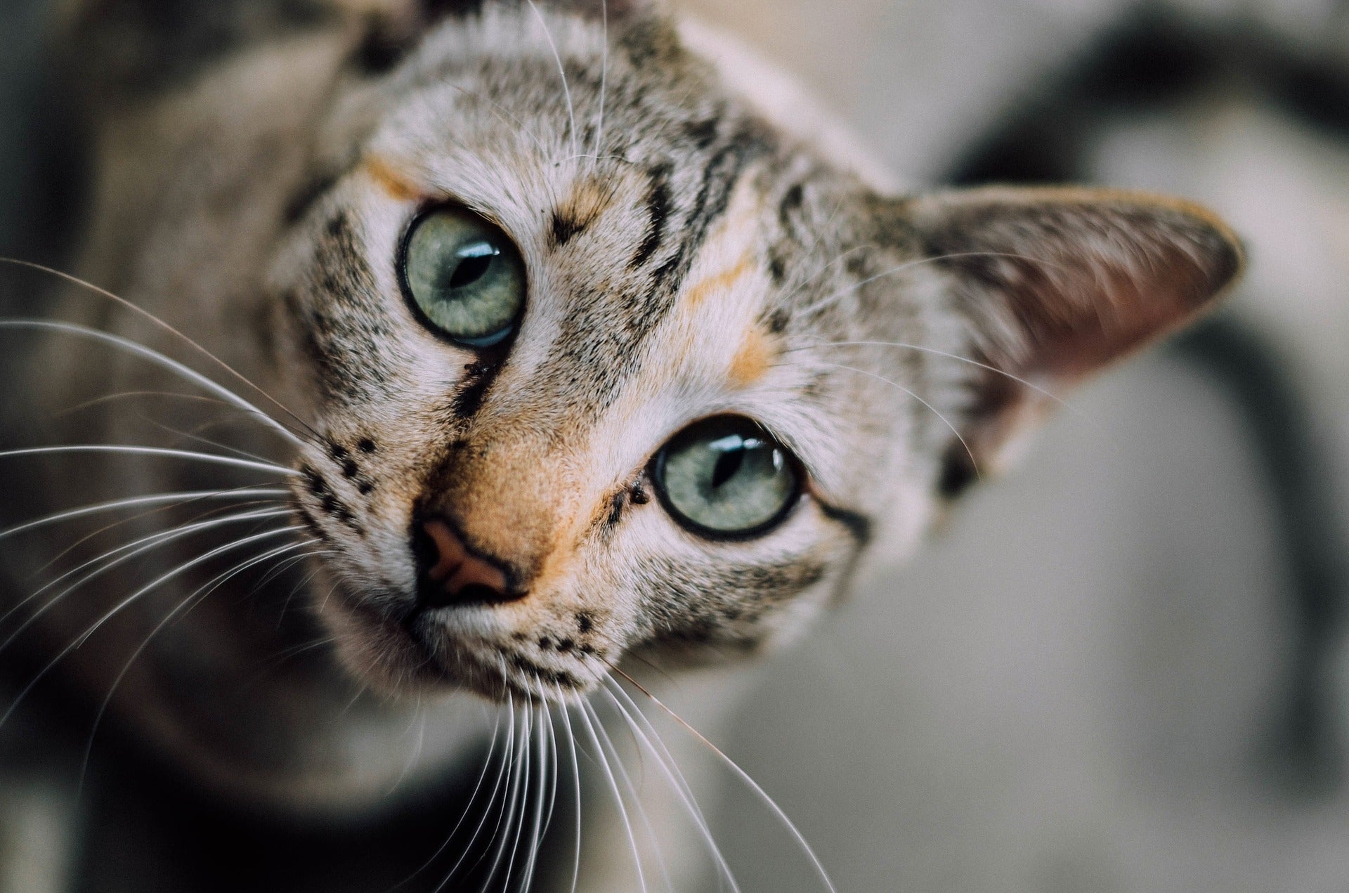 ¿Por qué mi gato tiene miedo? ¿Por qué mi gato tiene miedo?
