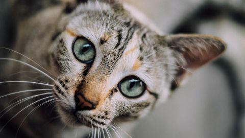 Gato