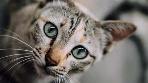 Gato Gato