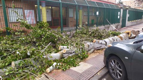 &Aacute;rbol ca&iacute;do tras la tormenta B&aacute;rbara