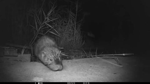 Ejemplar de cr&iacute;a de nutria en el parque natural de El Hondo.