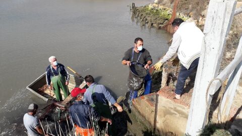 El despesque de Manguita abre la Semana de los Esteros de Chiclana