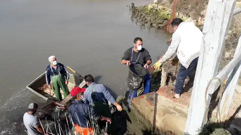 El despesque de Manguita abre la Semana de los Esteros de Chiclana El despesque de Manguita abre la Semana de los Esteros de Chiclana