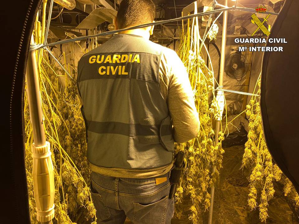La Guardia Civil desmantela una plantación de 545 ejemplares de marihuana y detiene a dos holandeses La Guardia Civil desmantela una plantación de 545 ejemplares de marihuana y detiene a dos holandeses