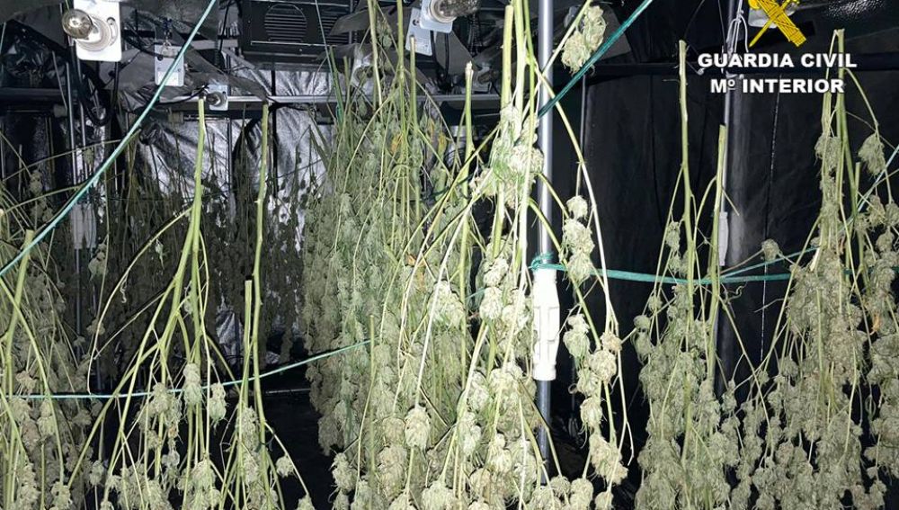 Cogollos de marihuana