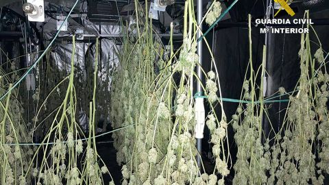 Cogollos de marihuana