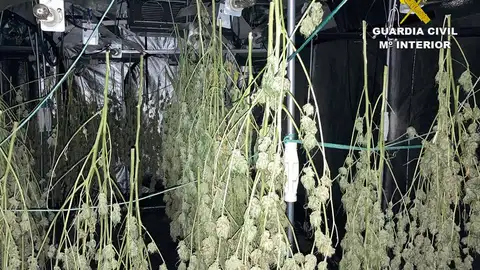 Cogollos de marihuana Cogollos de marihuana