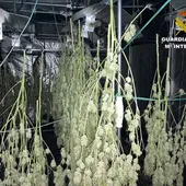 Cogollos de marihuana Cogollos de marihuana