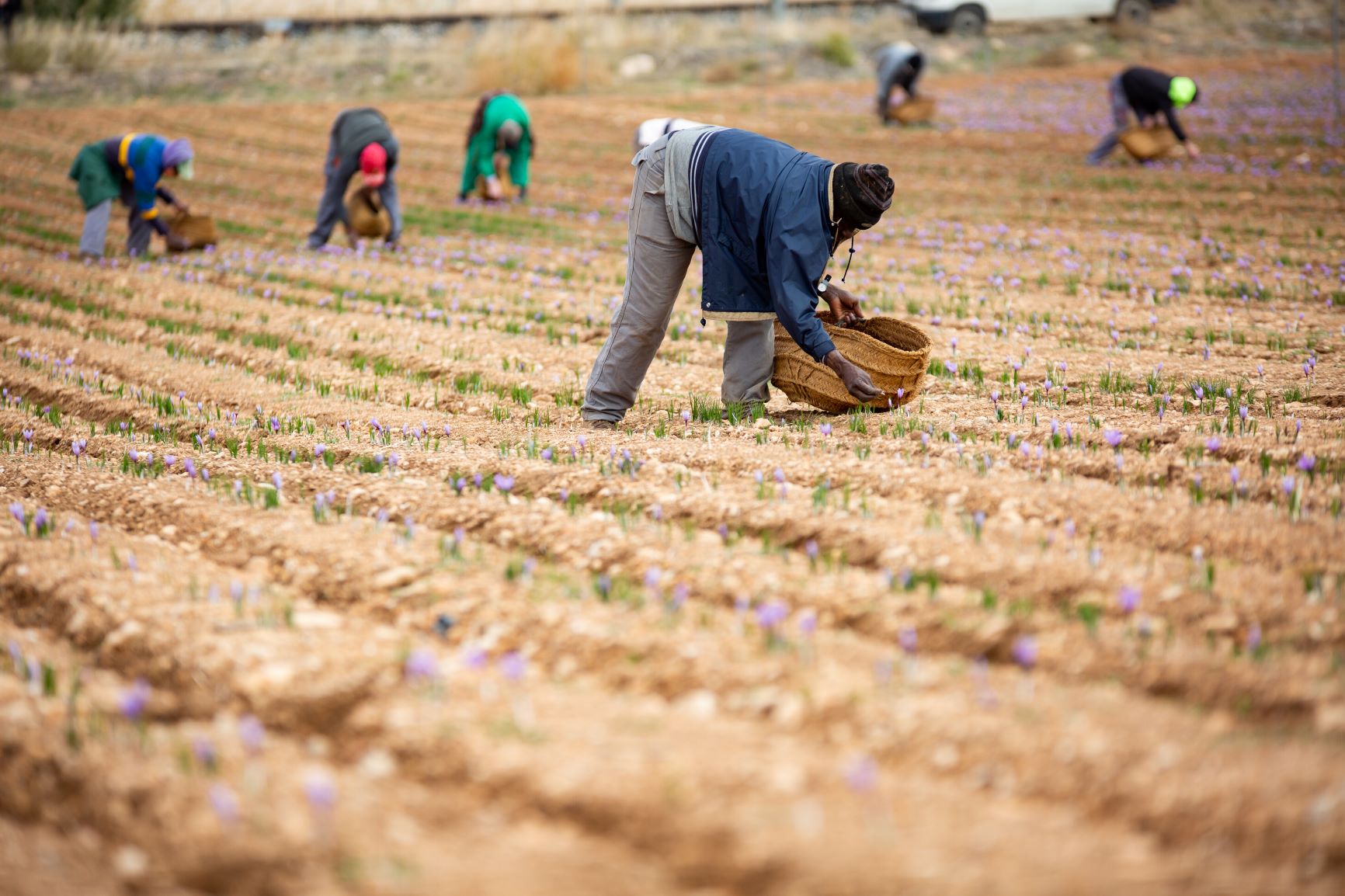 La DOP Azafrán de La Mancha estima que la cosecha estará en torno a los 600 kg La DOP Azafrán de La Mancha estima que la cosecha estará en torno a los 600 kg