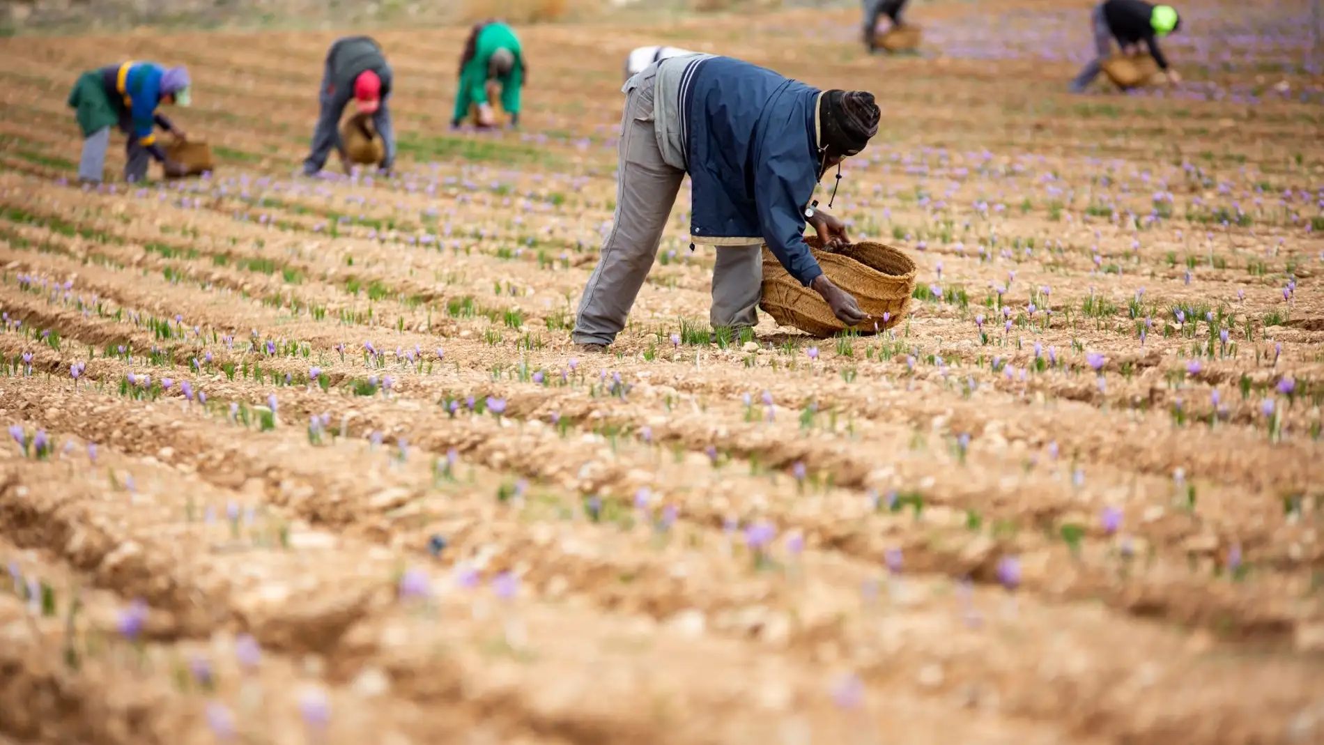 La DOP Azafrán de La Mancha estima que la cosecha estará en torno a los 600 kg