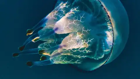 La sorprendente imagen de una medusa gigante en la ría de Vigo (archivo) Medusa gigante