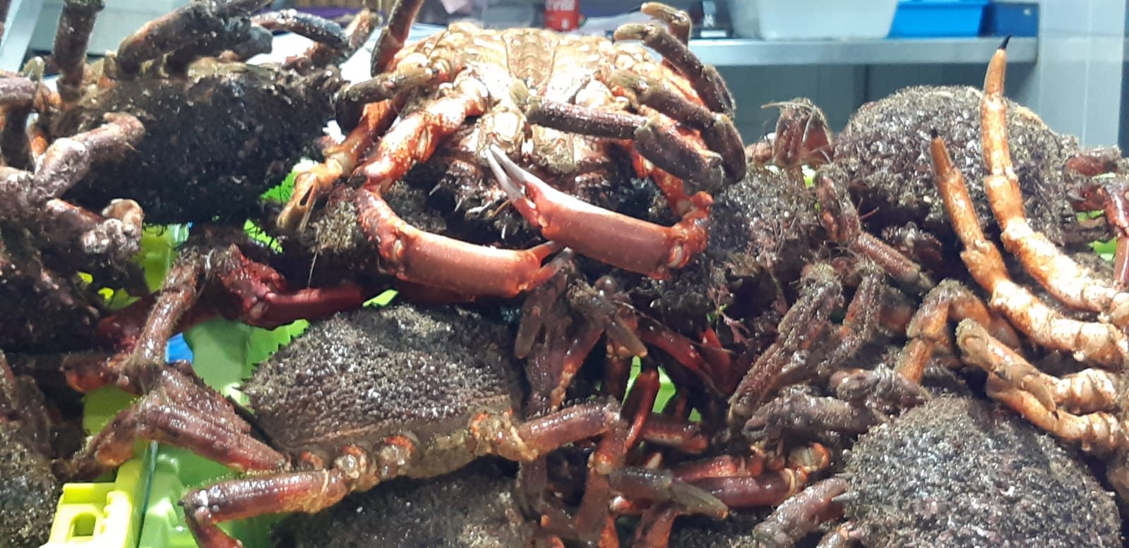 Los precios caen a la mitad Los precios caen a la mitad