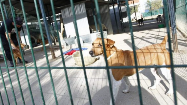 Estas son las ventajas de adoptar un perro o gato del Centro de Zoonosis de Murcia Estas son las ventajas de adoptar un perro o gato del Centro de Zoonosis de Murcia