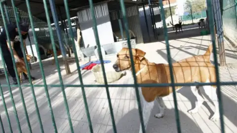 Más de 300.000 perros y gatos fueron abandonados y recogidos por protectoras en España en 2019 Can