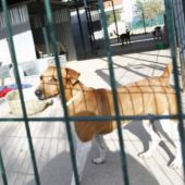 Más de 300.000 perros y gatos fueron abandonados y recogidos por protectoras en España en 2019 