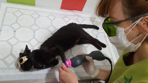 Laserterapia en veterinaria