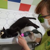Laserterapia en veterinaria