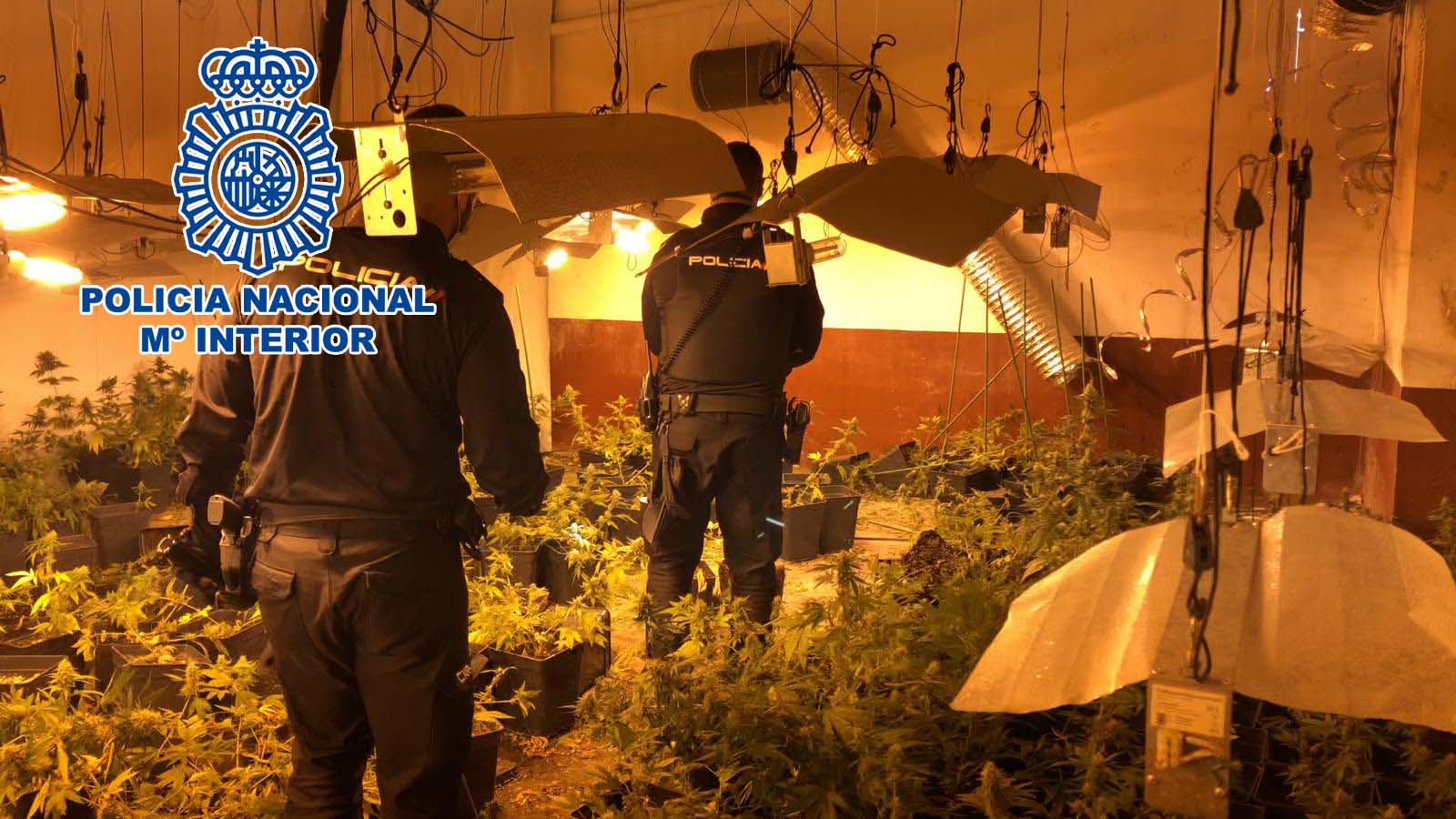 La Policía Nacional desmantela un cultivo de 400 plantas de marihuana en Alcoy La Policía Nacional desmantela un cultivo de 400 plantas de marihuana en Alcoy