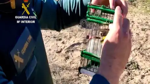 Utensilio para la caza de aves con artes prohibidas Utensilio para la caza de aves con artes prohibidas