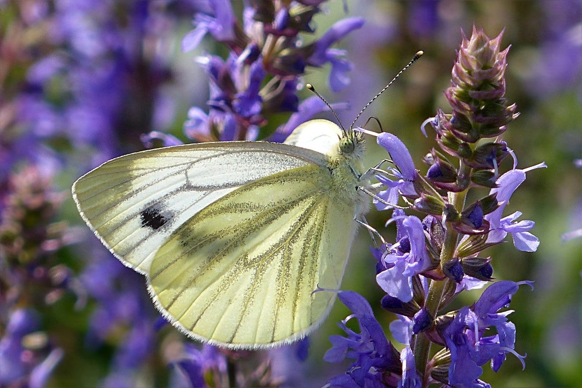 Las mariposas (incluidas las polillas) juegan un papel fundamental en la polinización Las mariposas (incluidas las polillas) juegan un papel fundamental en la polinización