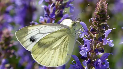 La lluvia y el confinamiento disparan las poblaciones de mariposas en Barcelona La lluvia y el confinamiento disparan las poblaciones de mariposas en Barcelona