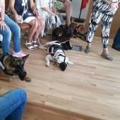 perros protectores marbella