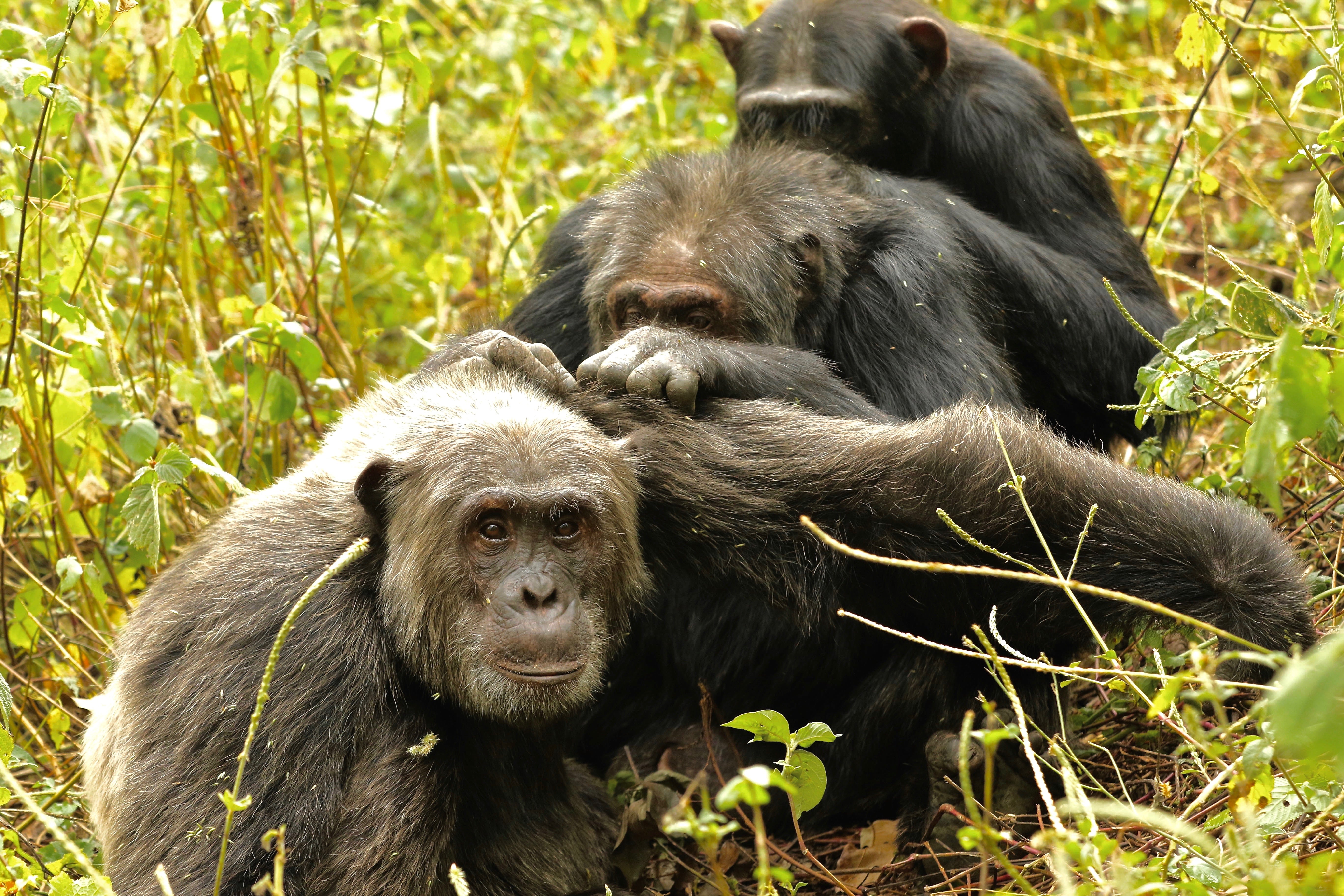 Guerra civil entre chimpancés Guerra civil entre chimpancés