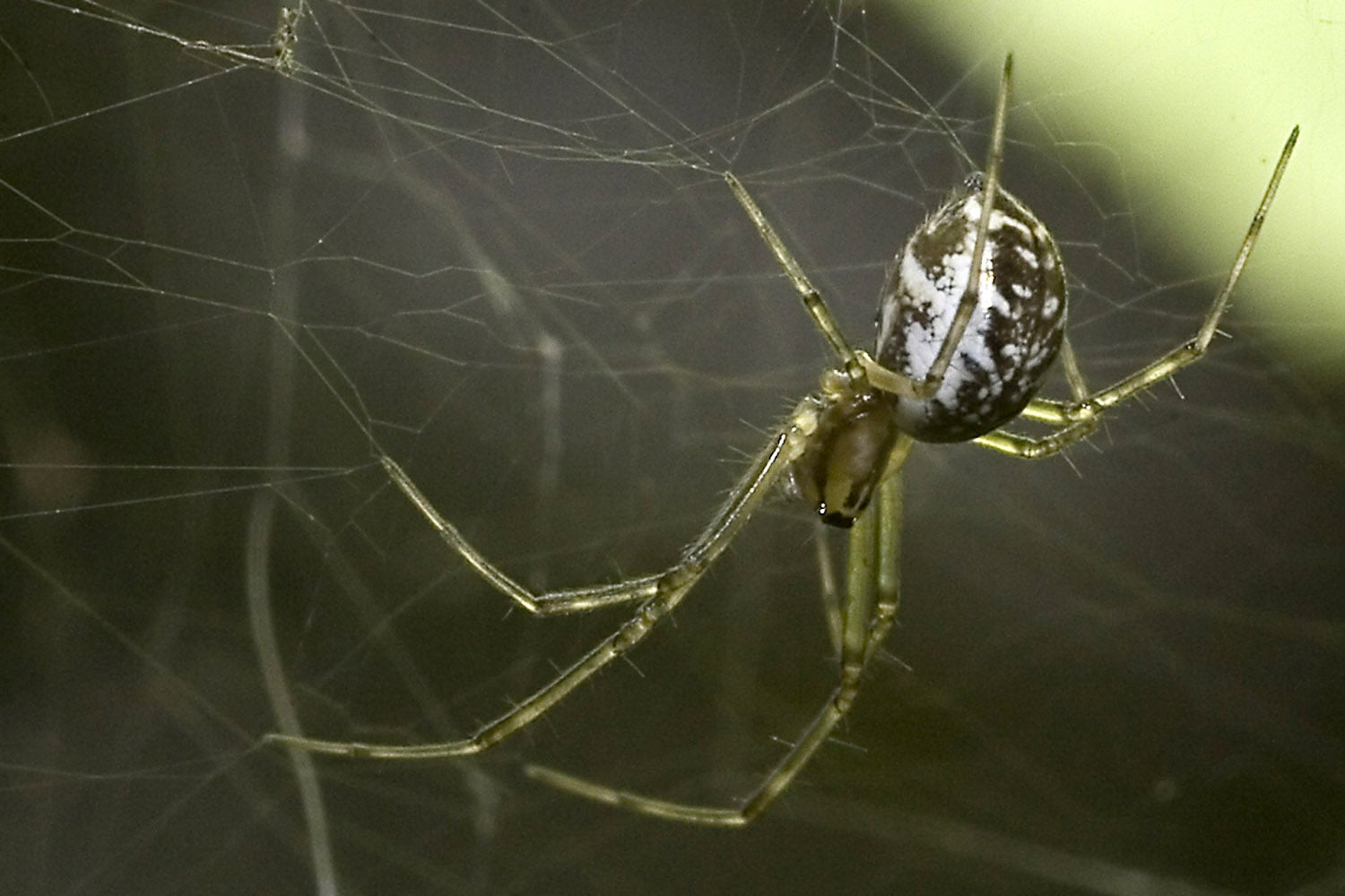 Mesa de redacción: Pánico por una gran araña dentro del coche Mesa de redacción: Pánico por una gran araña dentro del coche