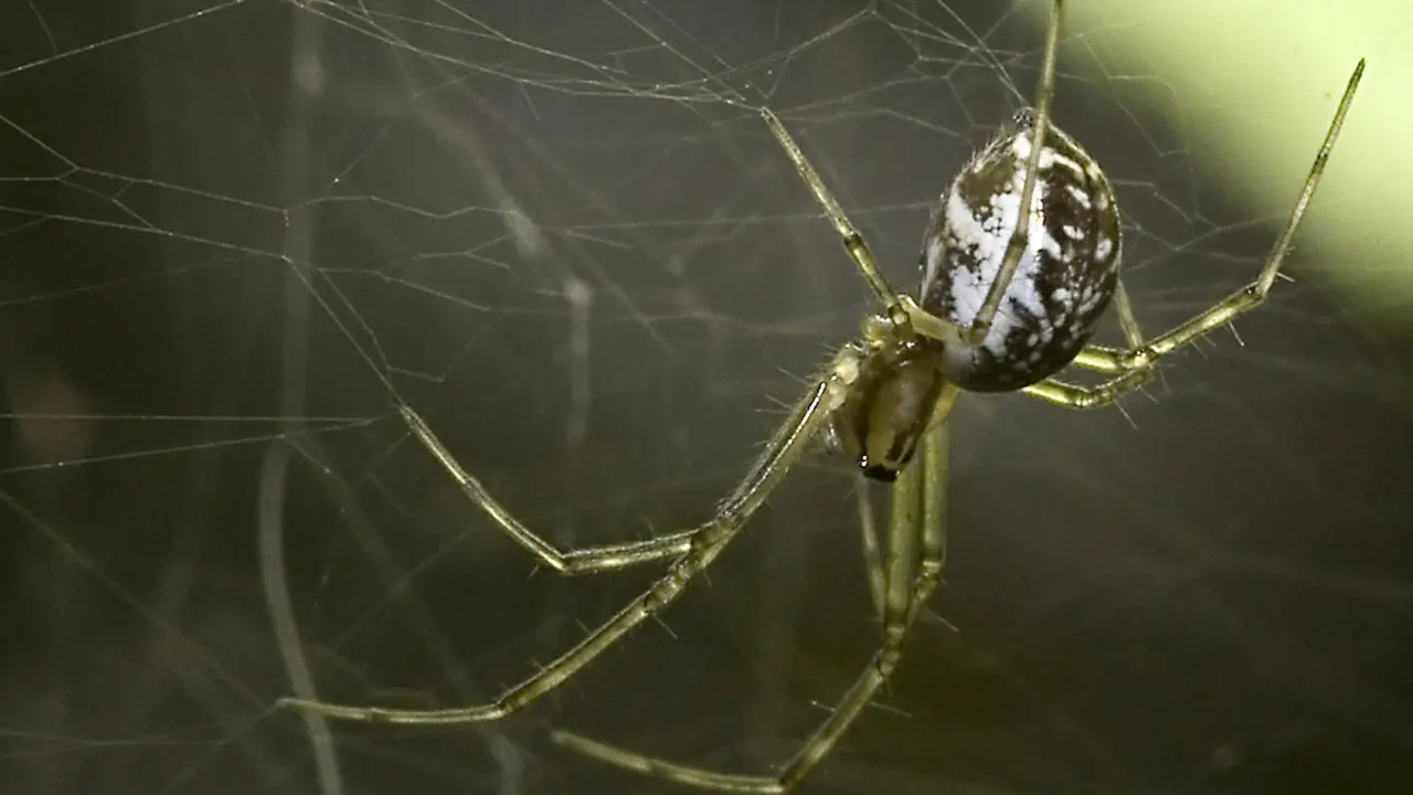 Araña Araña