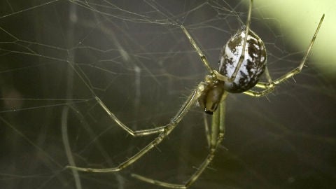 Ara&ntilde;a