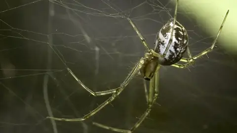 Araña Araña