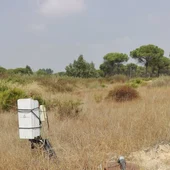 Pozo en Doñana Pozo en Doñana
