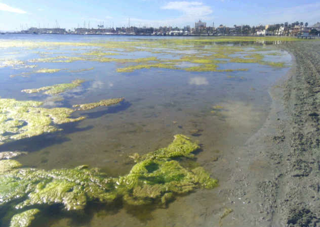 Arranca la recogida de 500.000 firmas para dotar al Mar Menor de personalidad jurídica propia Arranca la recogida de 500.000 firmas para dotar al Mar Menor de personalidad jurídica propia