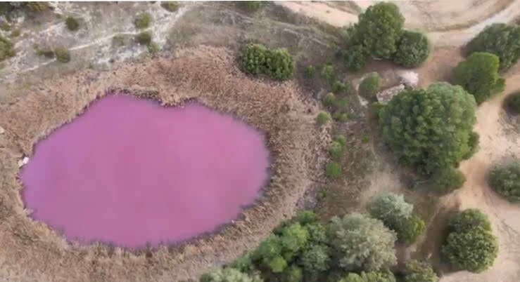 Vuelve el rosa a la laguna de Cañada del Hoyo (Cuenca) Vuelve el rosa a la laguna de Cañada del Hoyo (Cuenca)