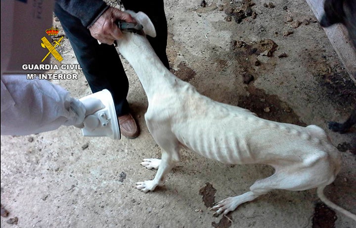 La Guardia Civil investiga a una persona por maltrato de animales domésticos en Moral de Calatrava La Guardia Civil investiga a una persona por maltrato de animales domésticos en Moral de Calatrava