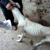 Uno de los galgos encontrados en el domicilio del investigado