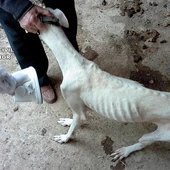 Uno de los galgos encontrados en el domicilio del investigado Uno de los galgos encontrados en el domicilio del investigado