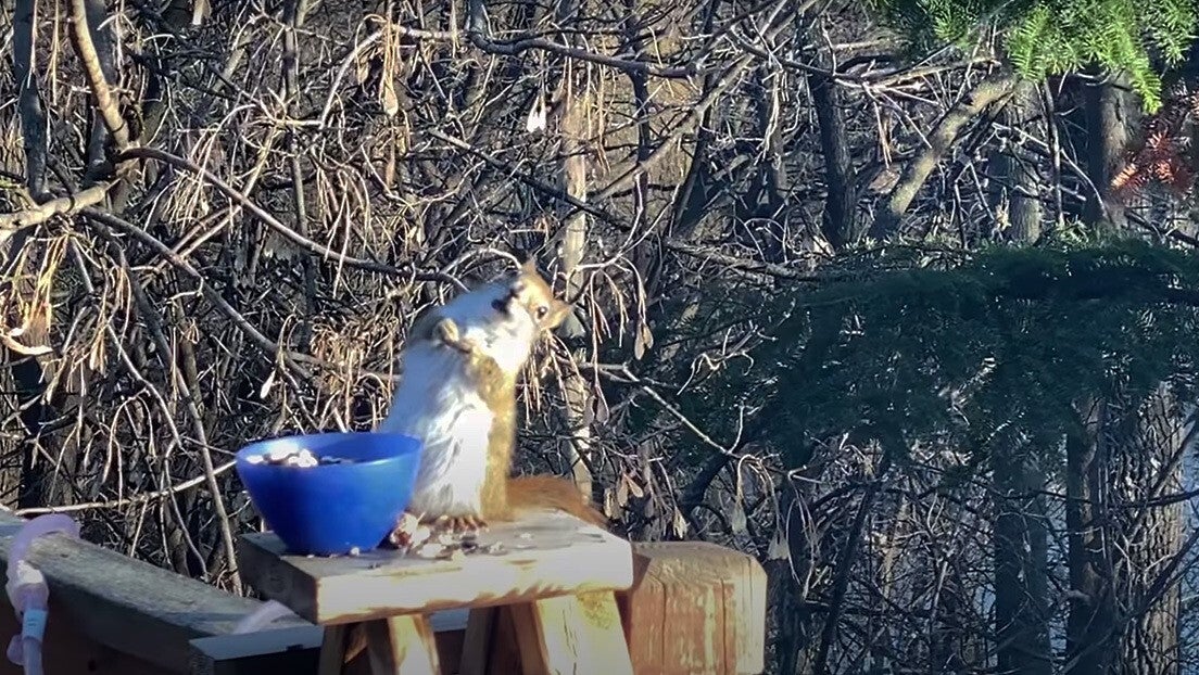 Una ardilla se emborracha con peras y se hace viral en redes sociales Una ardilla se emborracha con peras y se hace viral en redes sociales