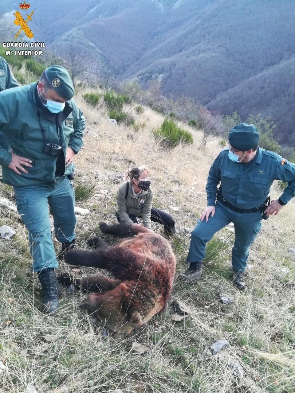 La Guardia Civil investiga a una persona por un delito de caza que causó la muerte de un ejemplar hembra de oso pardo La Guardia Civil investiga a una persona por un delito de caza que causó la muerte de un ejemplar hembra de oso pardo