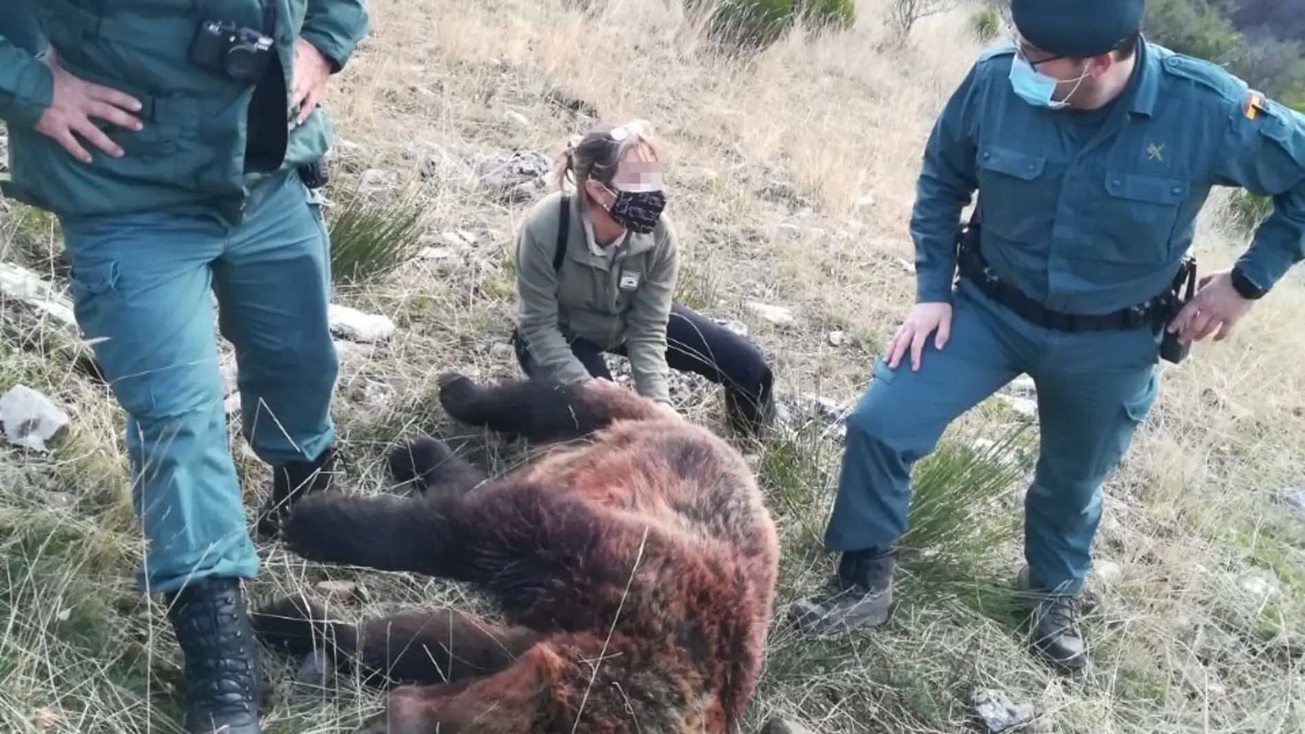 La Guardia Civil investiga a una persona por un delito de caza que causó la muerte de un ejemplar hembra de oso pardo