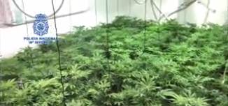 Desmantelan un invernadero con 418 plantas de marihuana en una vivienda rural de Colmenar Desmantelan un invernadero con 418 plantas de marihuana en una vivienda rural de Colmenar