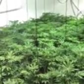 Desmantelan un invernadero con 418 plantas de marihuana en una vivienda rural de Colmenar