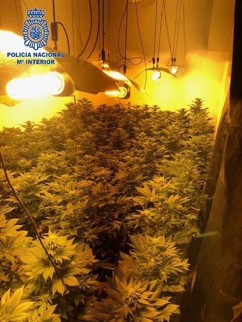 La Policía Nacional detiene a dos hombres que gestionaban una plantación de marihuana en una vivienda. La Policía Nacional detiene a dos hombres que gestionaban una plantación de marihuana en una vivienda.