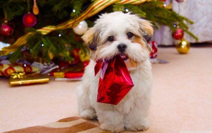 Angel Osuna, adiestrador canino, vuelve a recordar que comprar o adoptar una mascota comporta mucha responsabilidad Angel Osuna, adiestrador canino, vuelve a recordar que comprar o adoptar una mascota comporta mucha responsabilidad