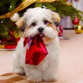 Angel Osuna, adiestrador canino, vuelve a recordar que comprar o adoptar una mascota comporta mucha responsabilidad Angel Osuna, adiestrador canino, vuelve a recordar que comprar o adoptar una mascota comporta mucha responsabilidad