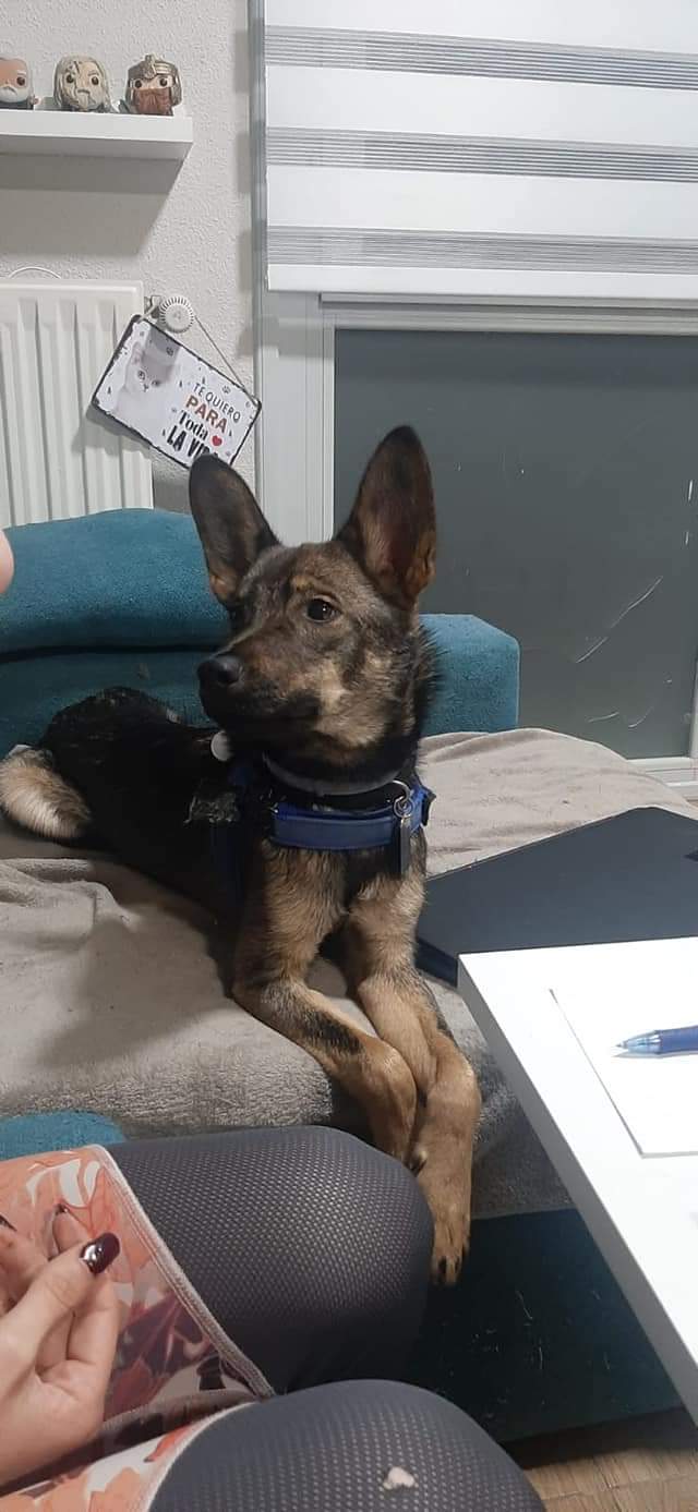 Varios encapuchados pegan una paliza a un hombre que paseaba a sus perros y le roban uno de ellos Varios encapuchados pegan una paliza a un hombre que paseaba a sus perros y le roban uno de ellos