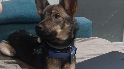 Od&iacute;n, el perro robado en San Mart&iacute;n de la Vega