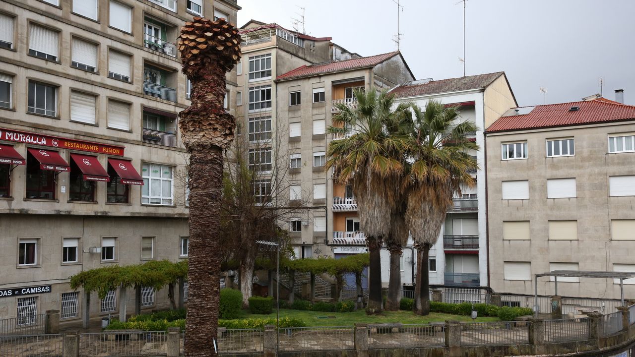 O Concello cortará as palmeiras enfermas nas Burgas O Concello cortará as palmeiras enfermas nas Burgas