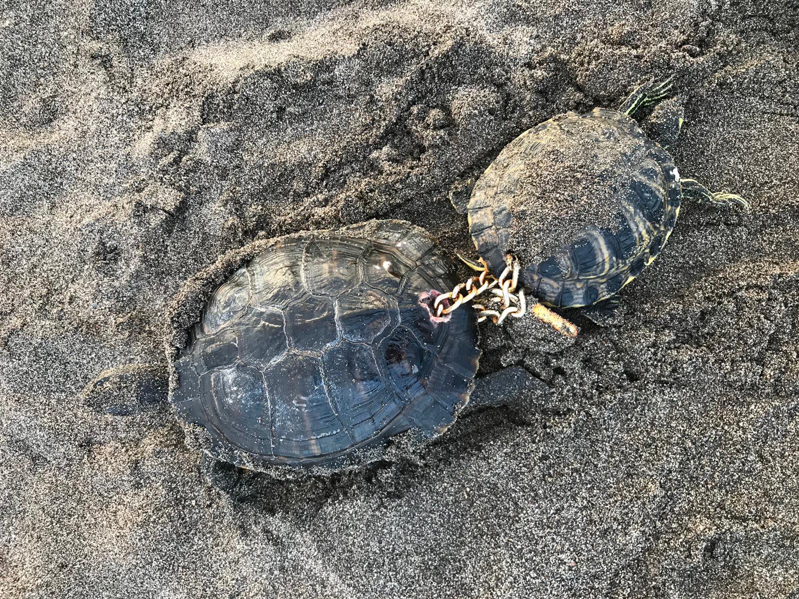 Jaime de Urioste, presidente de la Fundación Neotrópico: "El pronóstico de la tortuga que ha sobrevivido es reservado porque llegó en muy malas condiciones" Jaime de Urioste, presidente de la Fundación Neotrópico: "El pronóstico de la tortuga que ha sobrevivido es reservado porque llegó en muy malas condiciones"