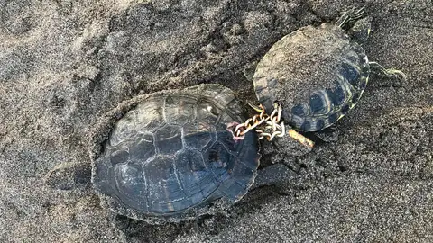 Dos galápagos aparecen unidos por una cadena que perfora sus caparazones y un enorme candado en Tenerife Dos galápagos aparecen unidos por una cadena que perfora sus caparazones y un enorme candado en Tenerife